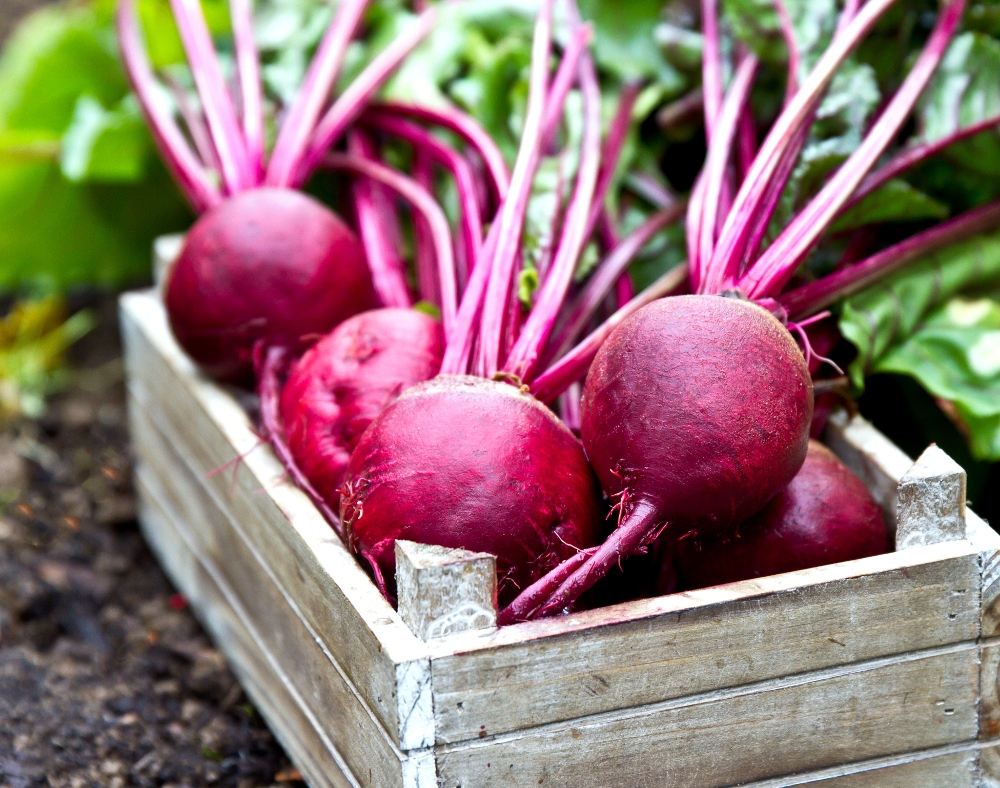 Can Dogs Eat Beets? | Healthy Paws Pet Insurance