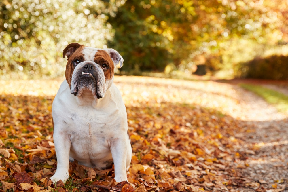 english bulldog in fall leaves