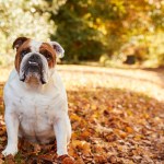 english bulldog in fall leaves