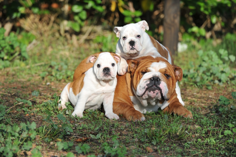 english bulldog with two puppies outside