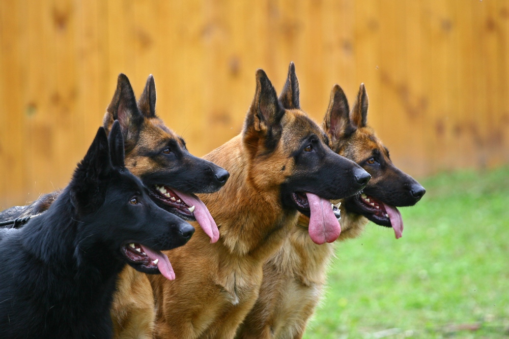 Four dogs of breed a German shepherd in a profile attentively look afar