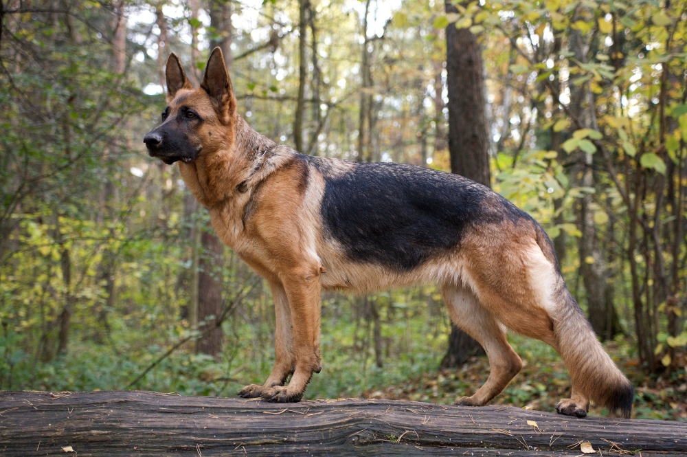 german shepherd dog standing in the woods