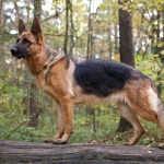 german shepherd dog standing in the woods
