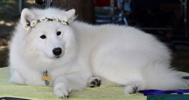 White Samoyed dog