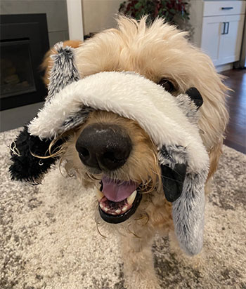 Goldendoodle with toy on his head