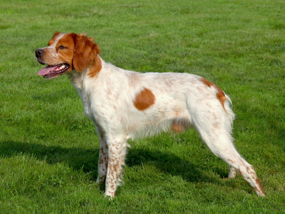 brittany spaniel dog standing in grass