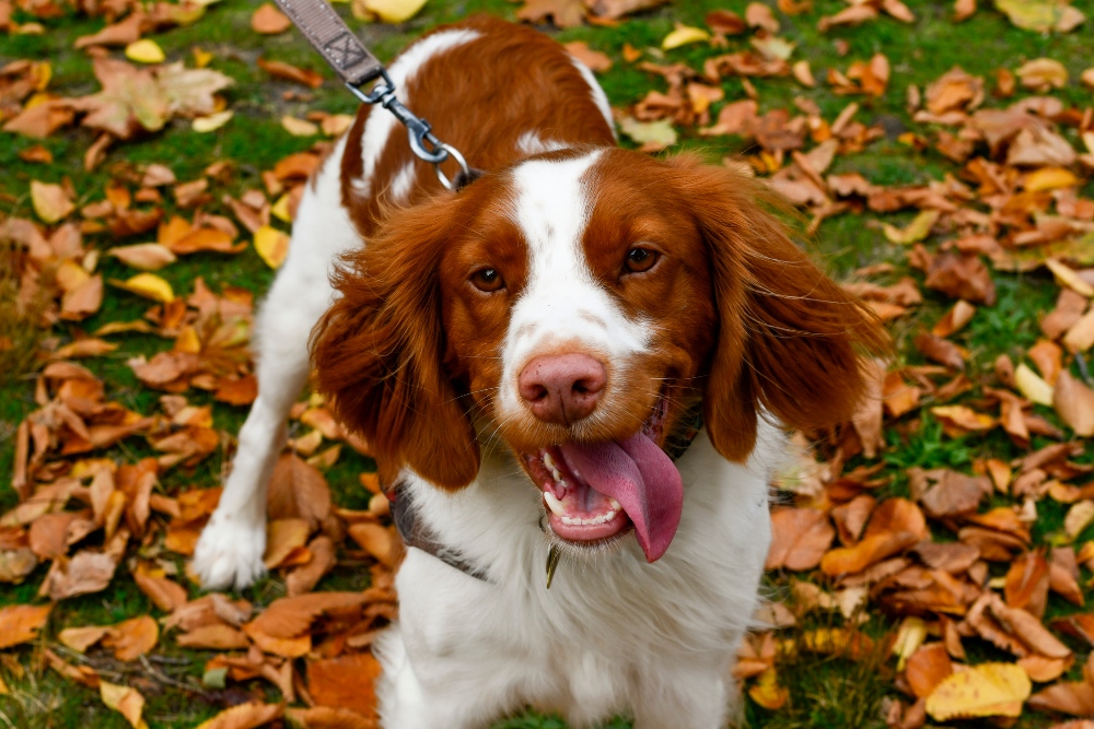 brittany spaniel in fall leaves