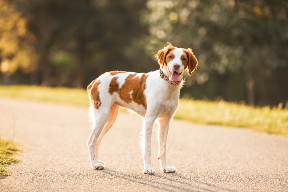 brittany spaniel standing in road