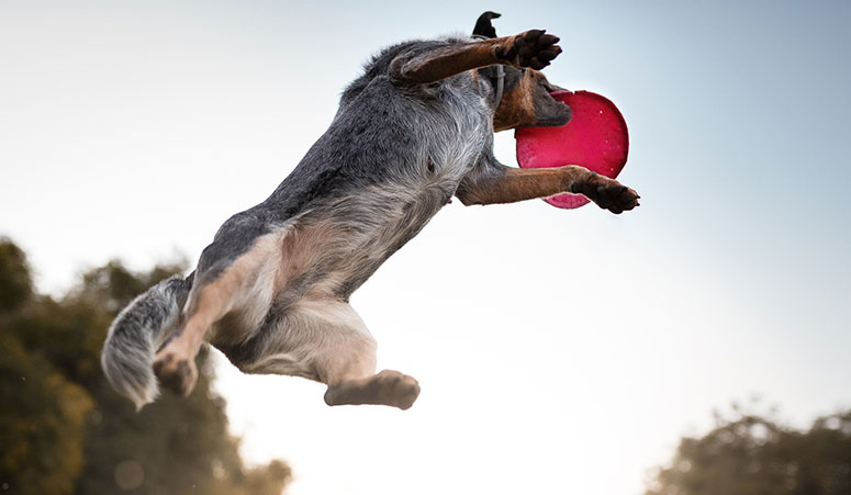 Australian cattle dog leaping