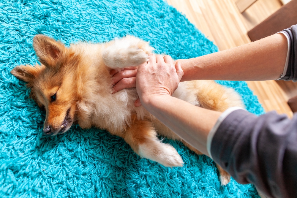 hands giving dog cpr