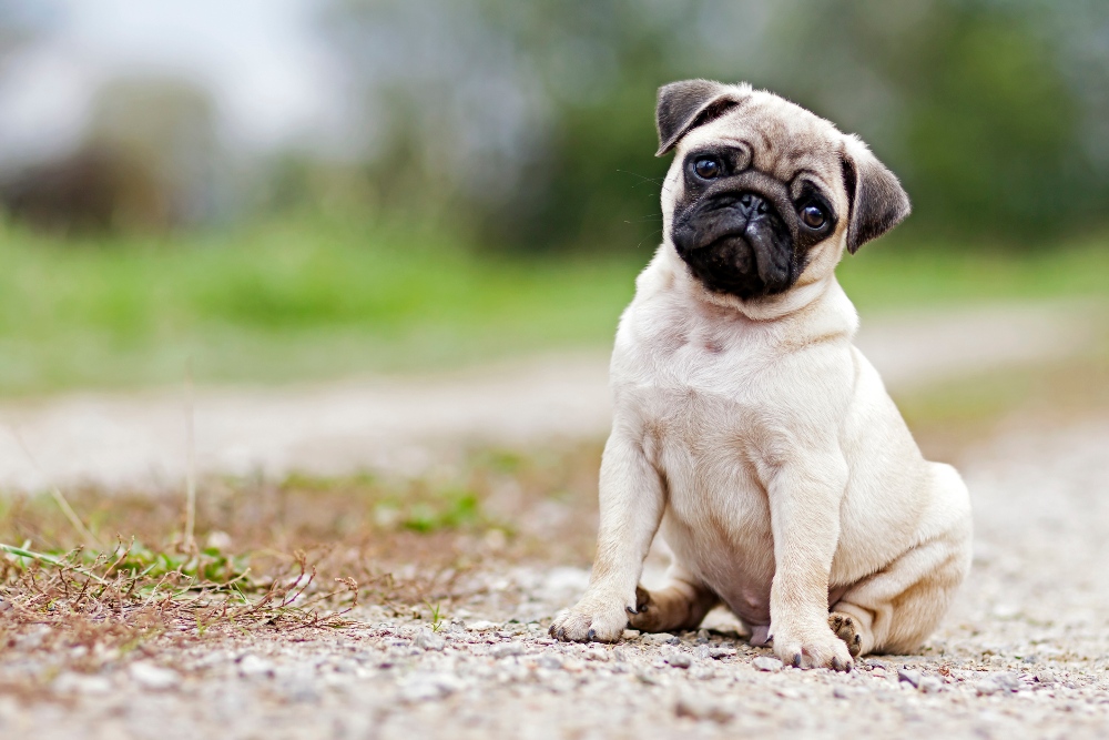 pug puppy sitting on dirt outside