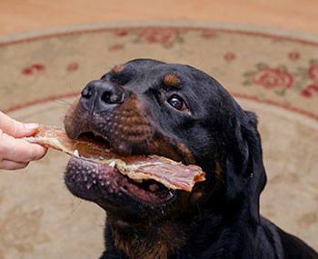 Rottweiler chewing