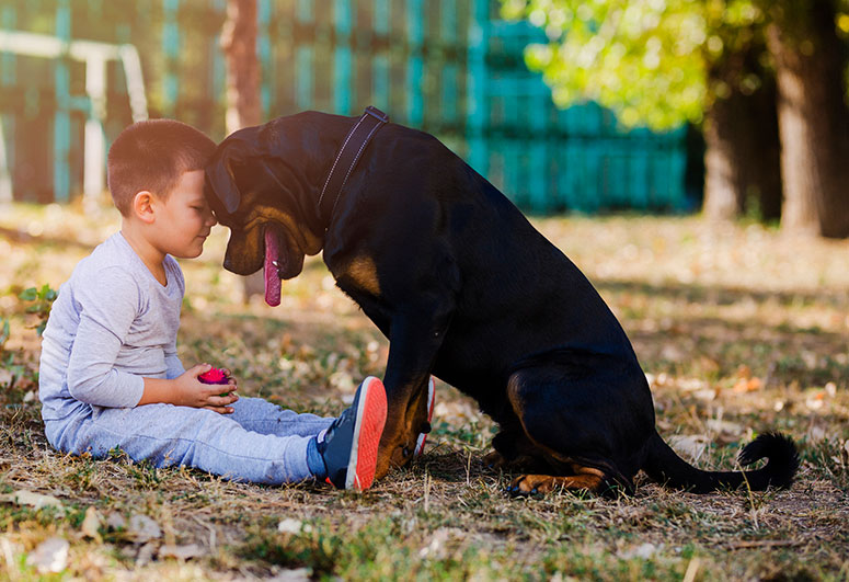 Rottweiler with a child