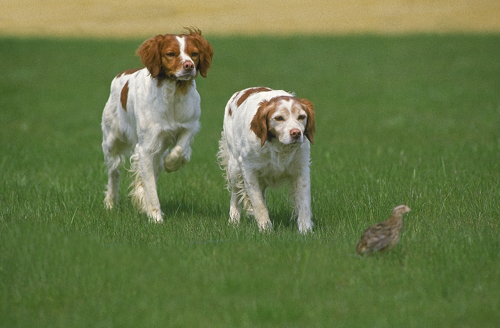 brittany spaniel dogs hunting bird