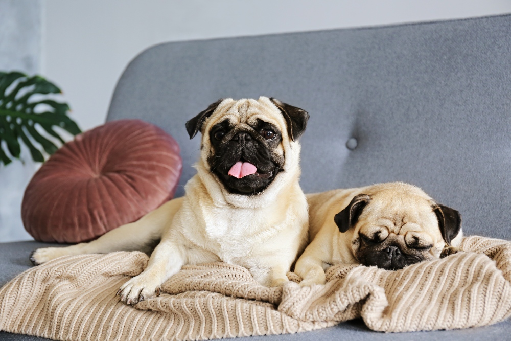 two pugs on couch