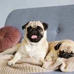 two pugs on couch