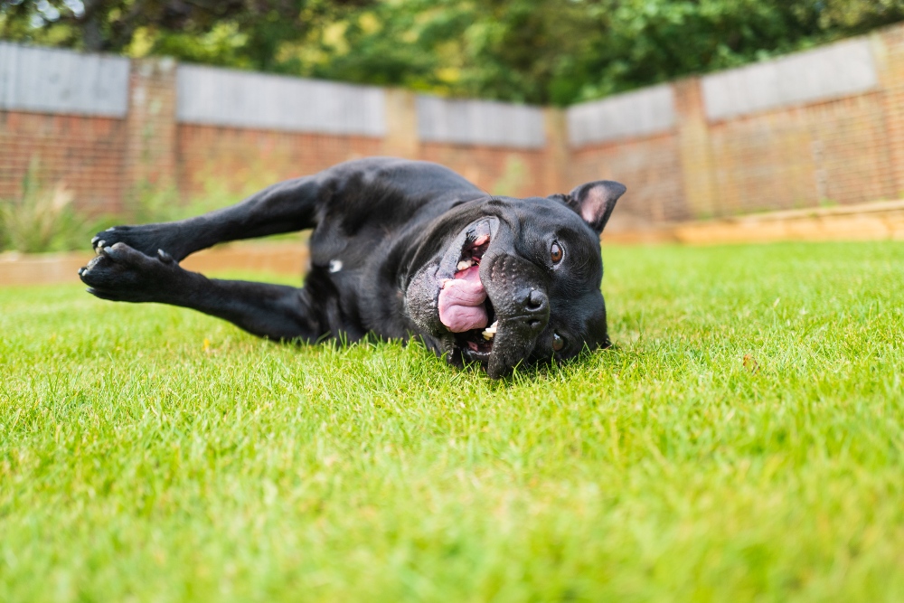 black dog lying down in grass