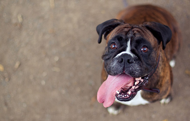 Boxer dog with tongue out