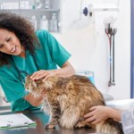 cat annual checkup at the vet