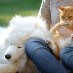 dog and cat in womans lap