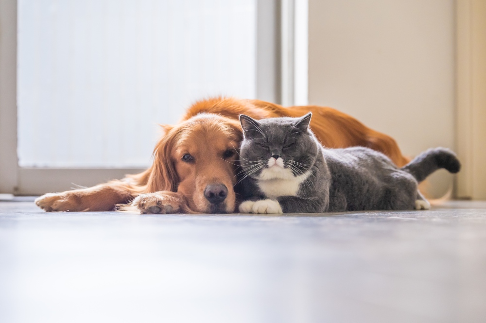 golden retriever dog and gray cat lying together