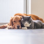 golden retriever dog and gray cat lying together