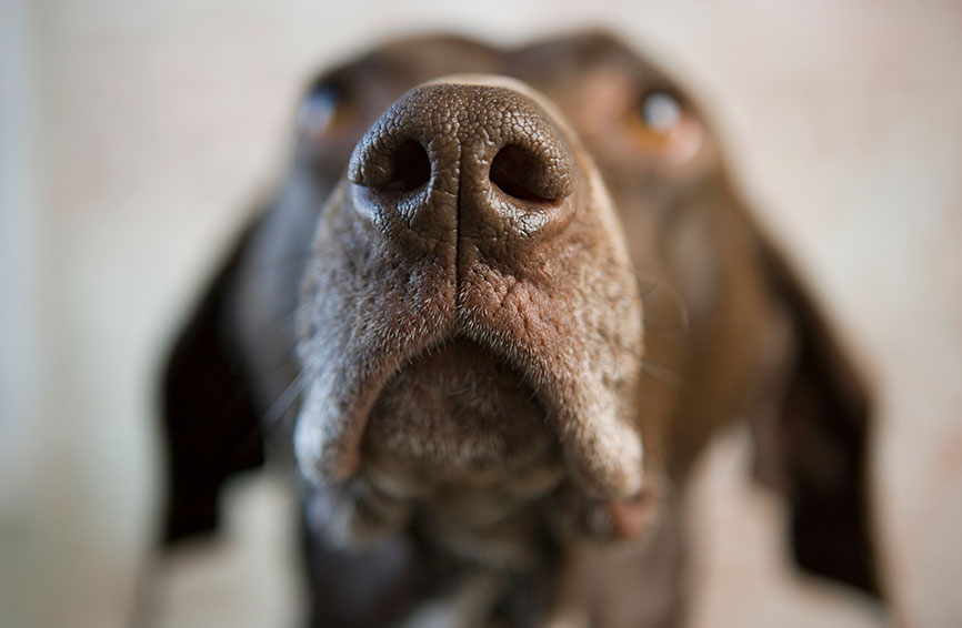 Close-up of a dogs nose.