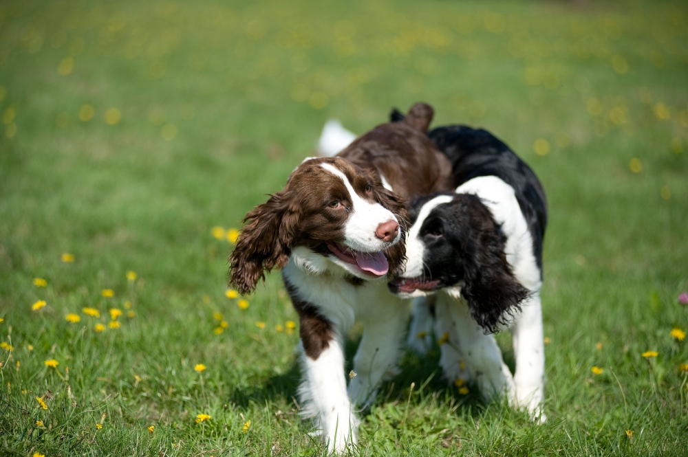 two english springer spaniel dogs in grass