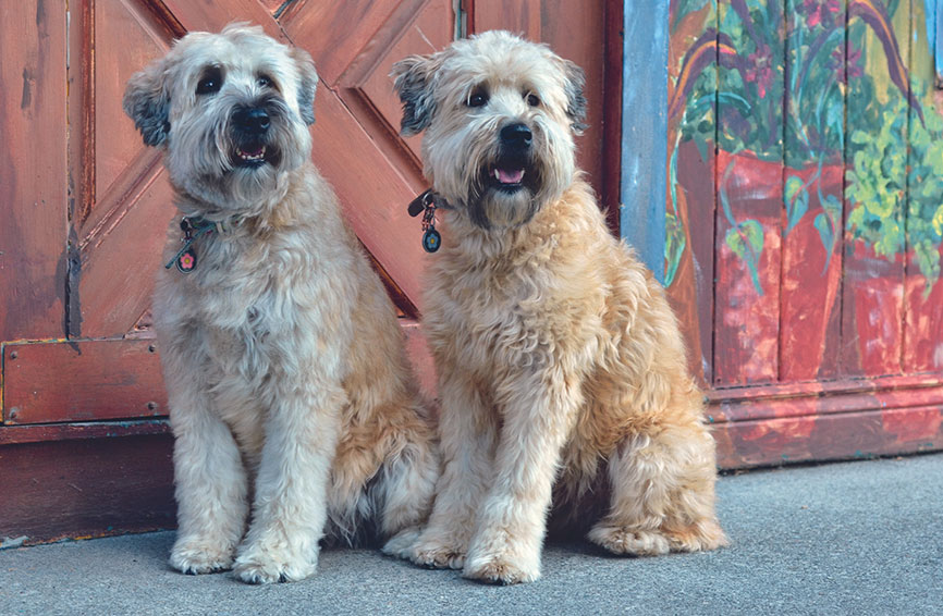 Two soft-coated Wheaton terriers.