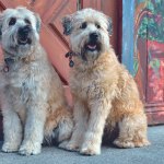 Two soft-coated Wheaton terriers.
