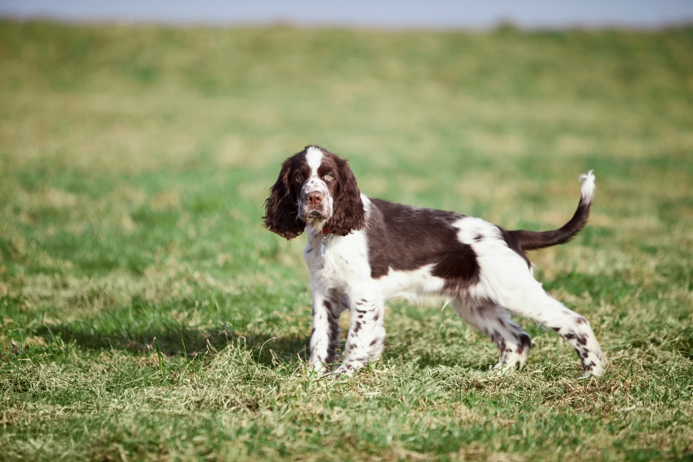 young english springer spaniel dog in grass