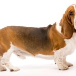 Bassett hound on white background