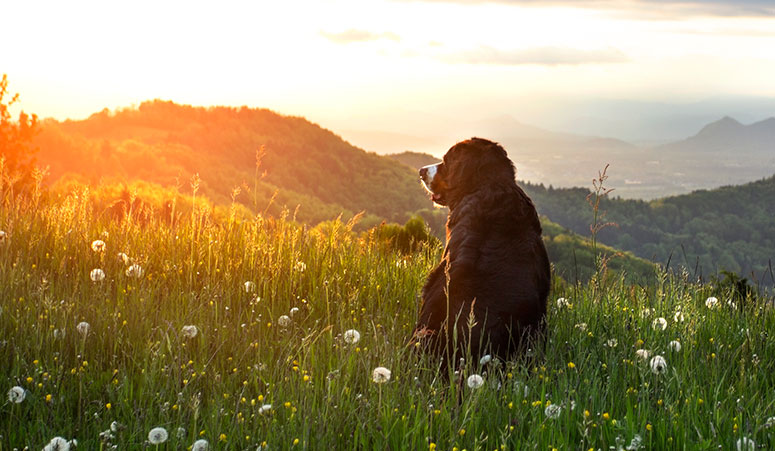 Perro de montaña de Bernese en el prado