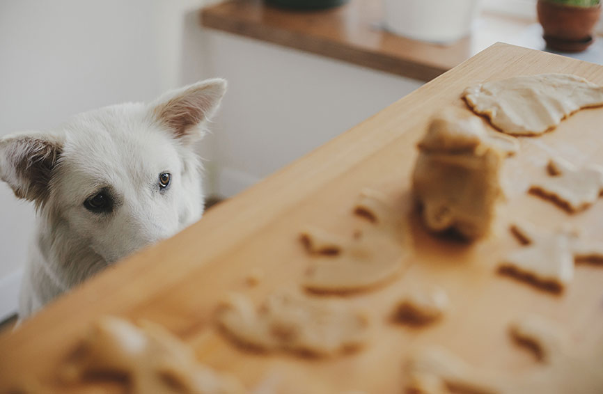 A dog eyeing cookies being made