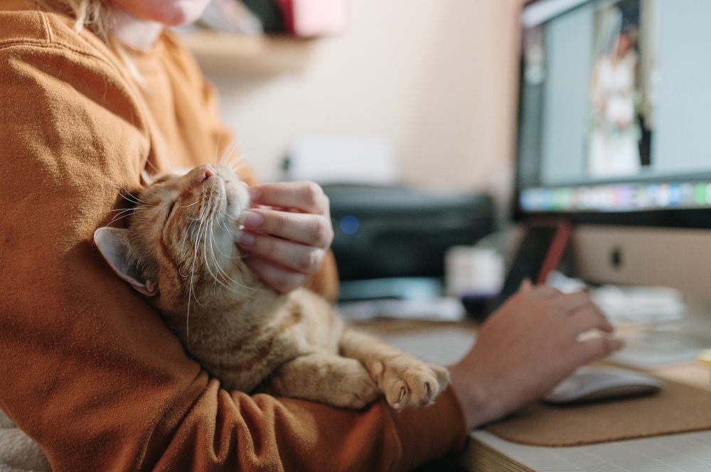 person snuggling orange cat at desk