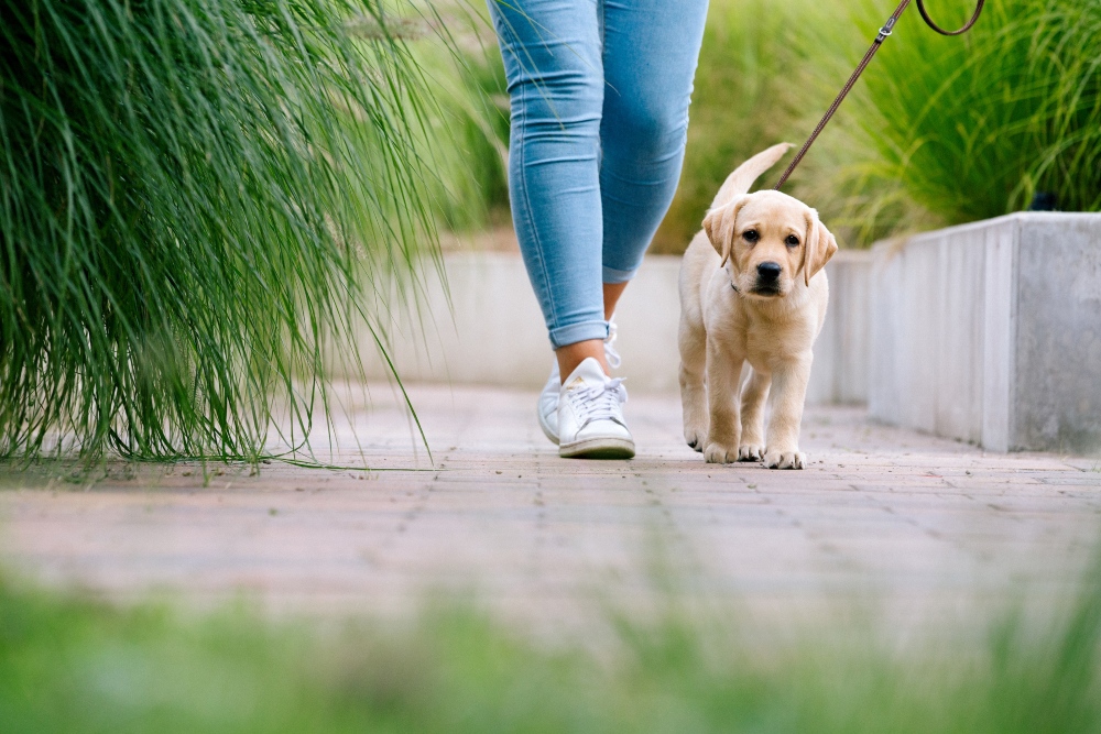 person walking yellow labrador puppy