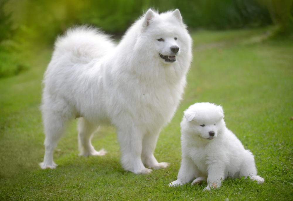 samoyed dog and puppy sitting in grass