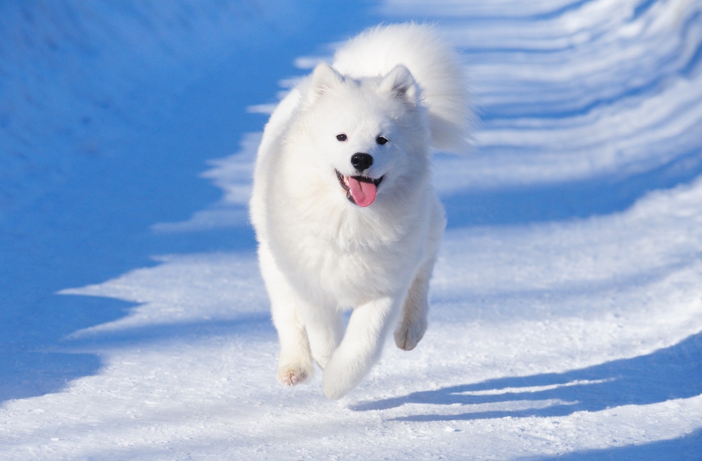 Perro samoyedo corriendo en la nieve.