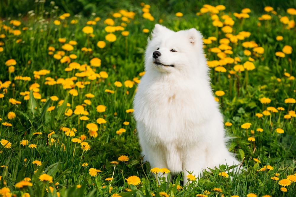 perro samoyedo blanco sentado en el campo de dientes de león