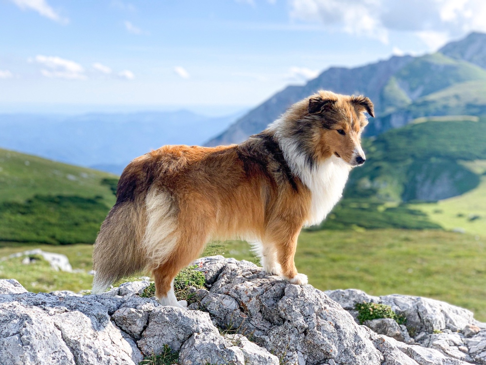 collie dog standing by mountain