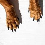 Dog paws on a white wooden background. Top view, close-up.