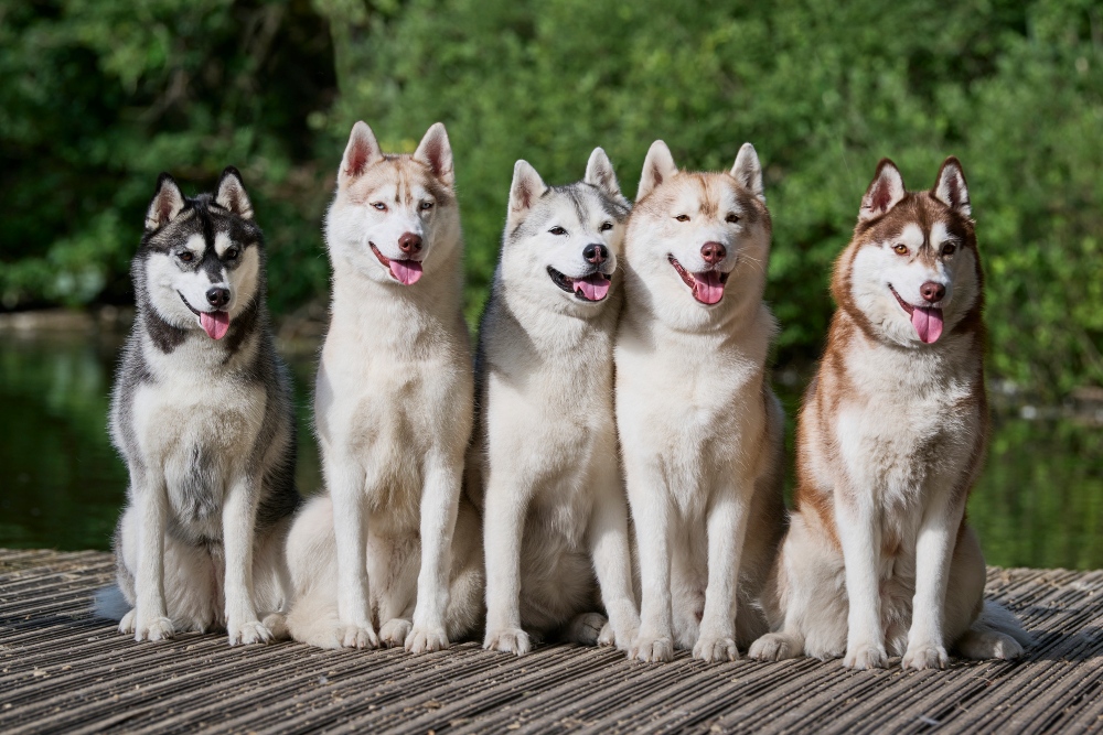 five husky dogs sitting outside