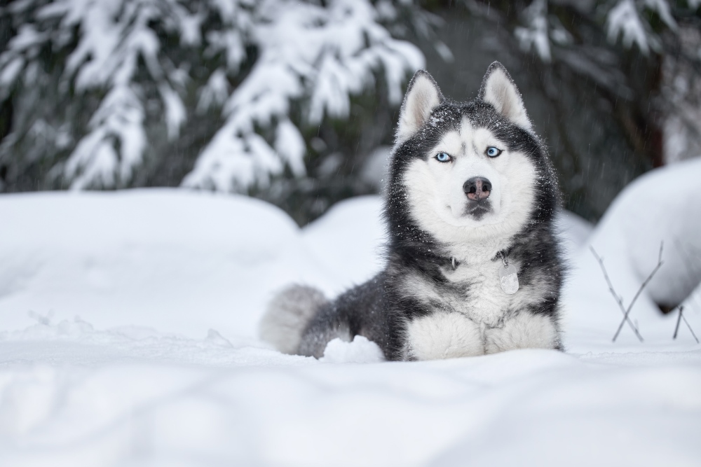 husky dog ​​lying in the snow