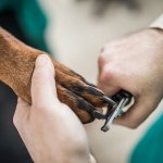 Dog nail trim