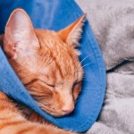 orange cat sleeping and wearing cone collar
