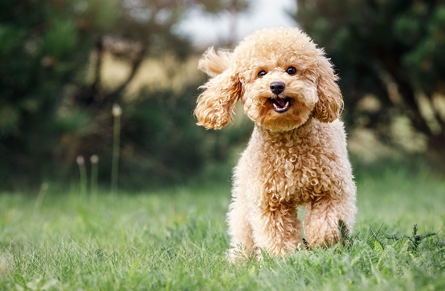 Toy poodle in yard