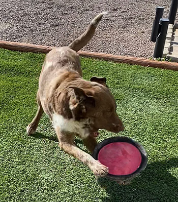 Molly catching a frisbee.