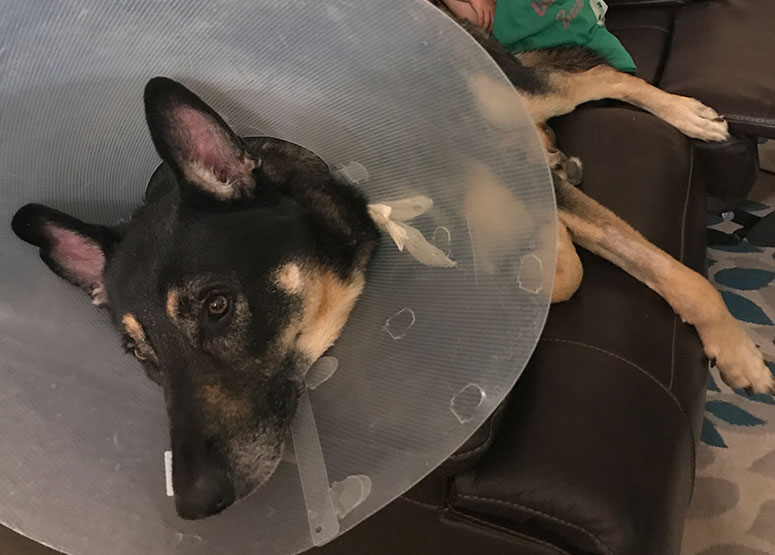 Tyr, a GSD. with a cone on. 