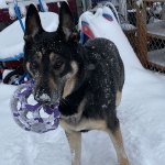 Tyr, a GSD, in the snow.