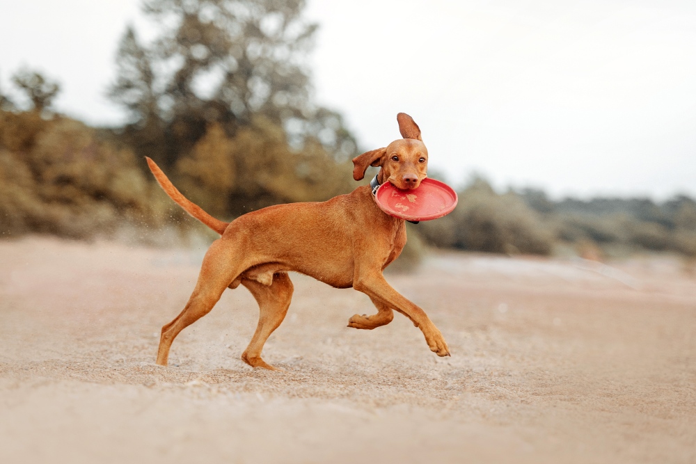 funny vizsla dog running on a beach with a flying disc